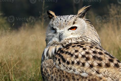 Bubo Bubo Sibiricus 1321390 Stock Photo at Vecteezy