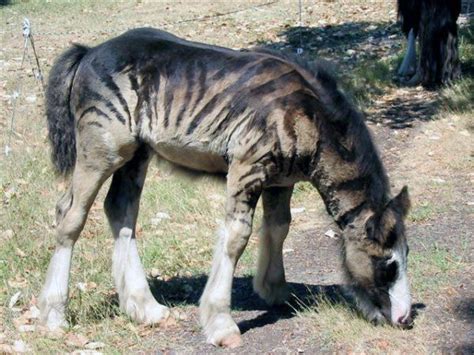 A Horse That Is Eating Some Grass In The Dirt And Grass On The Side Of