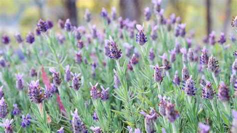 Lavender Turning Brown 7 Reasons And Solutions To Save Your Plant