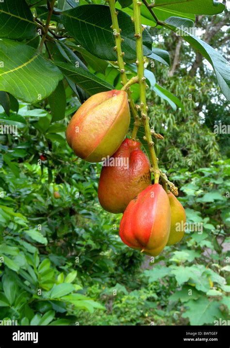 Plant Plants Tree Trees Ackee Ackees Akee Akees Achee Achees Evergreen