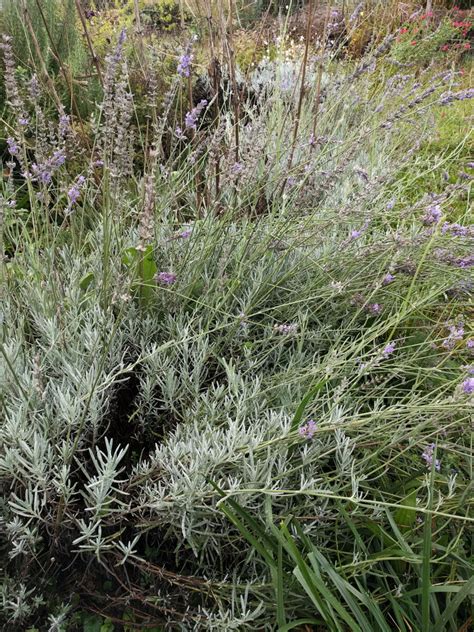 Lavendel Fragrant Memories Kr Utergarten Urban