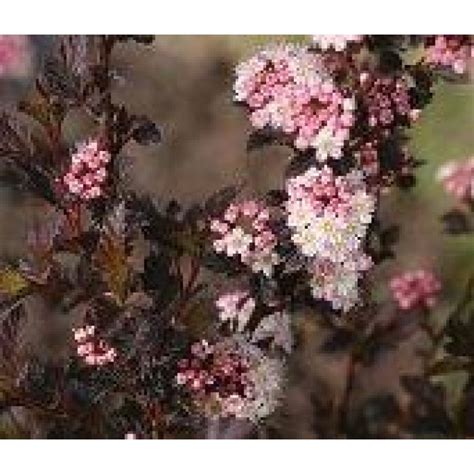 Physocarpus Opulifolius Tiny Wine Ninebark