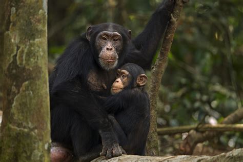 chimpanzees  endangered