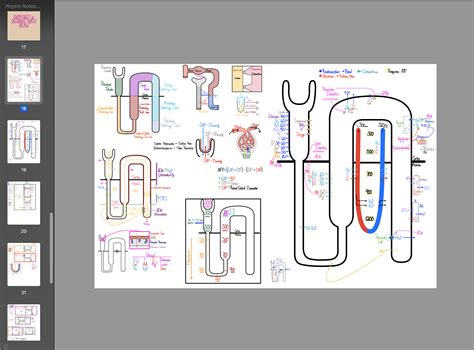 Renal Physiology Digital Notes, Diagrams, And Tables