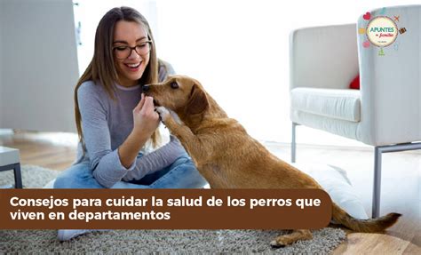 Consejos Para Cuidar La Salud De Los Perros Que Viven En Departamentos