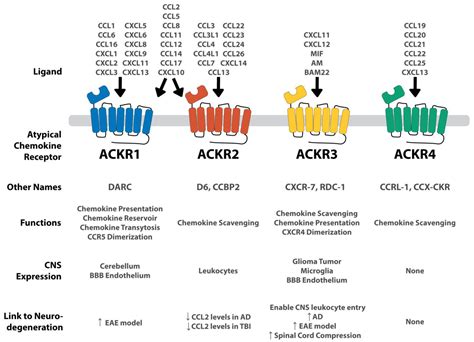 Ijms Free Full Text The Role Of Atypical Chemokine Receptors In