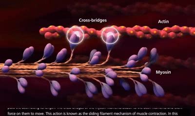 Skeletal Muscle Contraction Animation