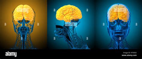 D Rendering Medical Illustration Of The Brain Stock Photo Alamy