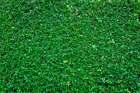 Grass wall texture and background 3585662 Stock Photo at Vecteezy