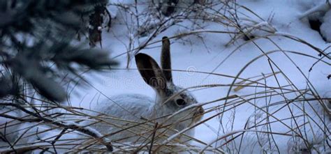 Yellowstone Snowshoe Hare In Winter Stock Image Image Of Winter