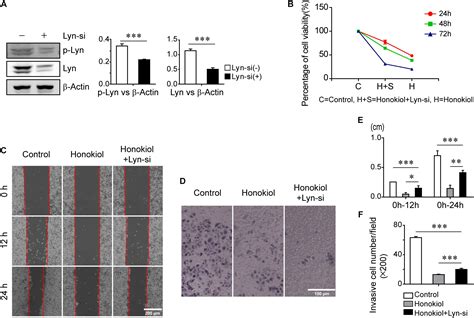 Frontiers Honokiol Inhibits Proliferation Invasion And Induces