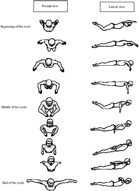 Butterfly Stroke Diagram