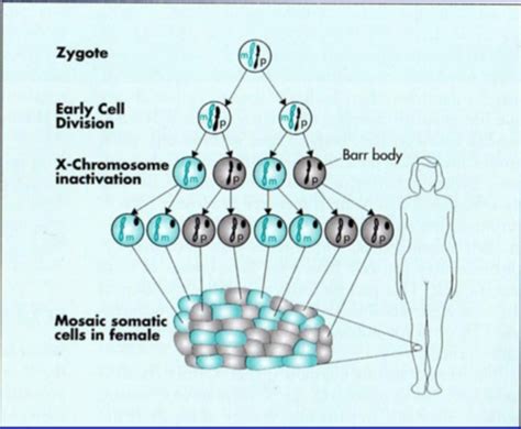 Genetics Genetics Inheritance And Populations Flashcards Quizlet