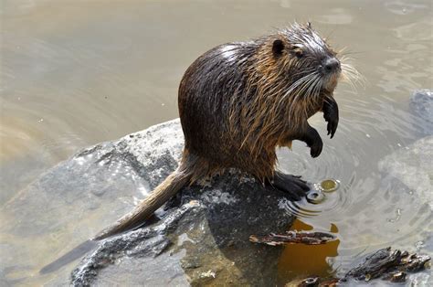 Cheryl Conley Nutria An Invasive Species Found Across America