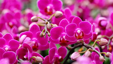 Mini Phalaenopsis Orchids Just Add Ice Orchids