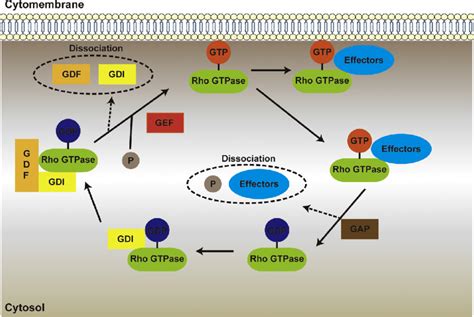 Regulation Of Rho GTPases Activity Inactive Rho GTPase Binds To Rho