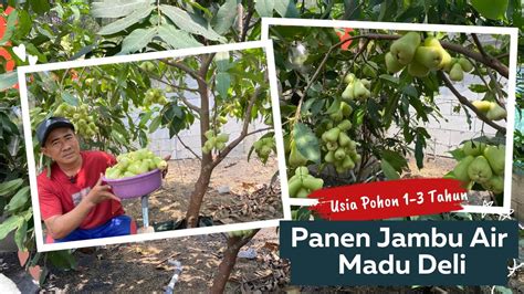 Panen Jambu Air Madu Deli Hijau Usia Pohon Tahun Youtube