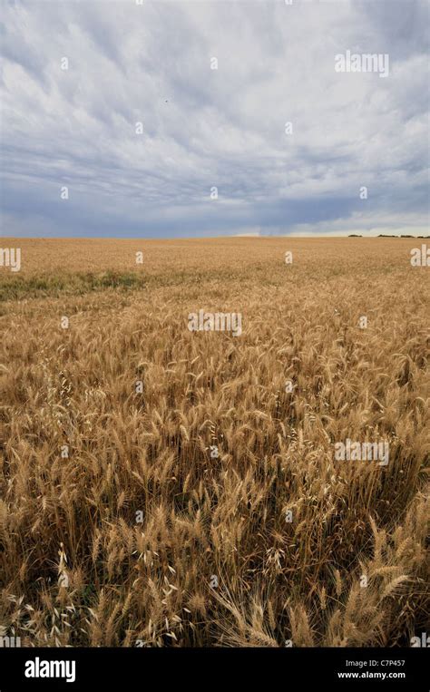 Saskatchewan Wheat Field Hi Res Stock Photography And Images Alamy