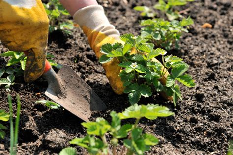 Erdbeeren Schädlinge Befall erkennen bekämpfen