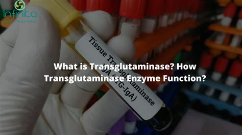 What Is Transglutaminase How Transglutaminase Enzyme Function