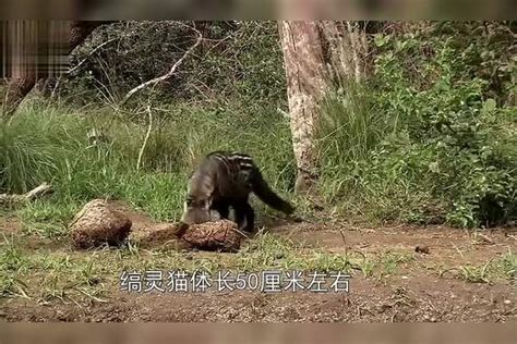 长着尖尖的老鼠嘴的猫，真的很可爱，网友：真太奇怪了