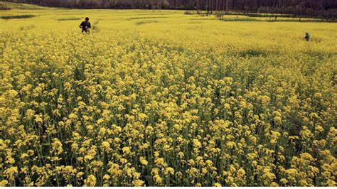 Kharif Sowing Gap Narrows Up 32 From Last Year The Hindu Businessline