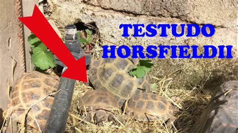 Le Mie TESTUDO HORSFIELDII Si Sono Svegliate Dal LETARGO Tartarughe