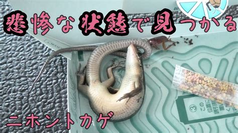 【ニホントカゲさん】飼育していた子が脱走してゴキブリホイホイに捕獲されていました！駄菓子屋トカゲのおっさん説明します Candy Store