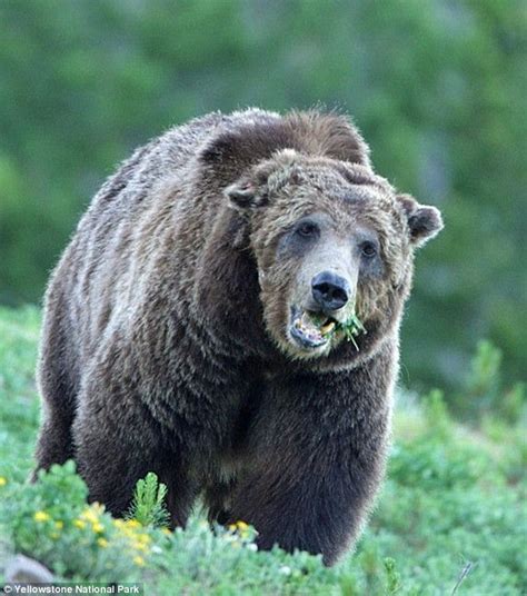 Scarface The 25 Year Old Giant Grizzly Bear From Yellowstone Shot Dead