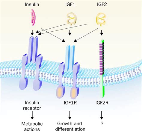 Insulin Like Growth Factors And Cancer The Lancet Oncology