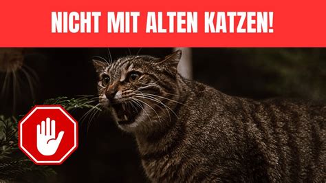 7 Dinge du du einer älteren Katze niemals antun darfst YouTube