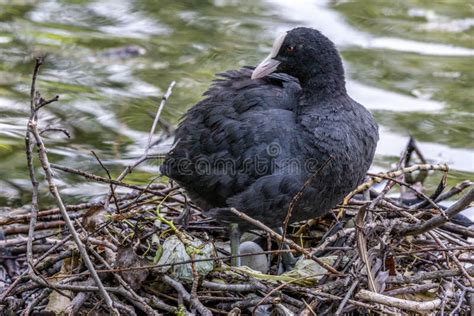 The Eurasian Coot Fulica Atra Sitting On The Nest At The