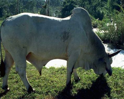 domestic cattle bos taurus display full image