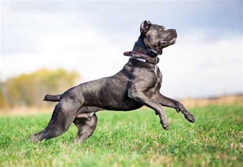 How Big Are Cane Corsos With Size And Growth Chart Dogster