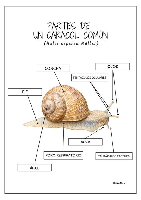 Parties Du Corps Dun Escargot En Espagnol Ressource P Dagogique