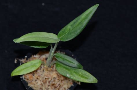 Monstera sp. "Lanceleaf" – Understory Enterprises