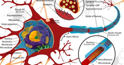 Receptors and Personality | Psychology Today