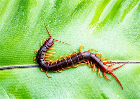 How Does Urbanization Shape Arthropod Communities Earth