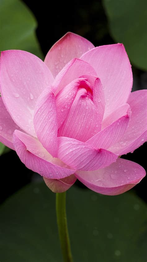 Free Mobile Wallpaper Of Pink Lotus Flower Beautiful Awesome Flower