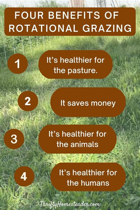 4 benefits of rotational grazing