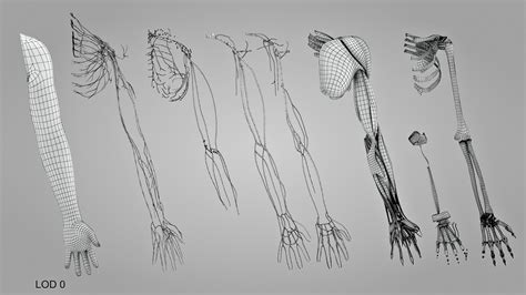 Complete Human Arm Anatomy 3d Model Turbosquid 1925121