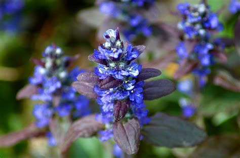 How to Grow and Care for Bugleweed (Ajuga)