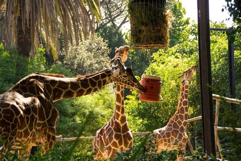 Biglietti Per Il Bioparco Di Roma Prenotazione A Civitatis