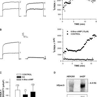 Effect Of Pka Inhibitors On Btrek Inhibition By Acth Whole Cell K