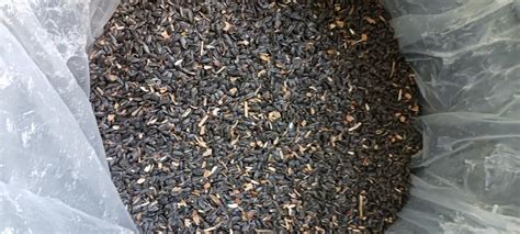 Royal Wing Black Oil Sunflower Wild Bird Food Lb At Tractor Supply Co