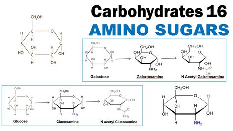 Amino Sugars Glucosamine Galactosamine N Acetyl Glucosamine Dr