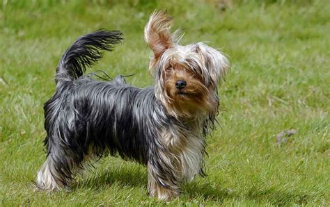 Yorkshire Terrier Informations et caractéristiques de la race de chien