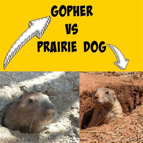 Gopher vs. Prairie Dog: Everything You Need to Know - Buzzy Moment