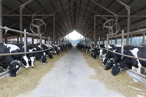 Mais Conforto E Produtividade Para As Vacas Leiteiras Revista Mais Leite