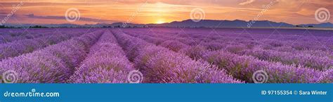 Sunrise Over Fields of Lavender in the Provence, France Stock Photo ...